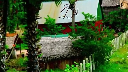 ►World Biggest Spider Caught on Camera When animal Spider Attacks Dragon -HD- Dangerous AnimalsAZ