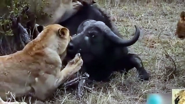 ►►Lion vs attack and kill 1 buffalo - Wild animals fight to death MOMENT-HD-Danger Animals