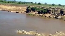 ►►BEST CROCODILE Attacks Zebra in South Africa-Animals Attack-HD-Danger Animals