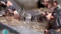 ►Crocodile vs Hippo Fight - Crocodile attack Buffalo   -Wild animals attack-2015,2016-Danger Animals