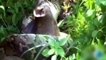 Amazing wild Python swallowing a big deer -HD -Animals attacking -Danger Animals