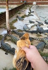 crocodile farm feeding #shorts (top video) 2021
