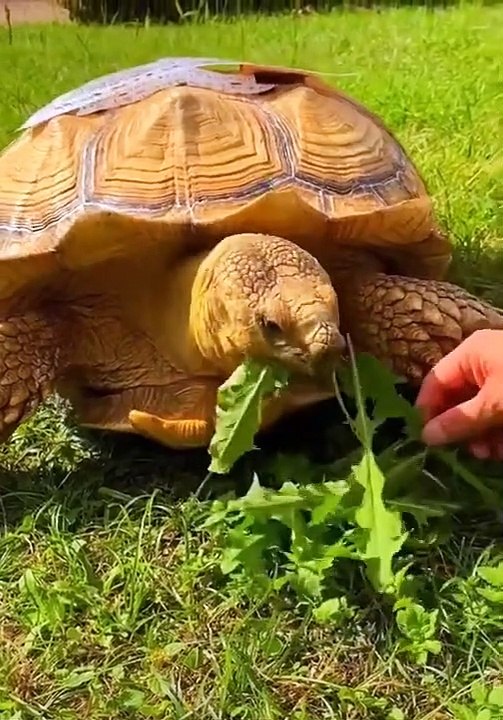 Golden Turtle #shorts (top video) 2021