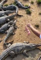 wow crocodile eating #shorts  2021