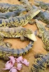 crocodile farm feeding 2022 #shorts (2)