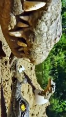 Very large crocodile teeth #shorts