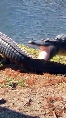 alligator​​ vs other alligator (2022) #shorts