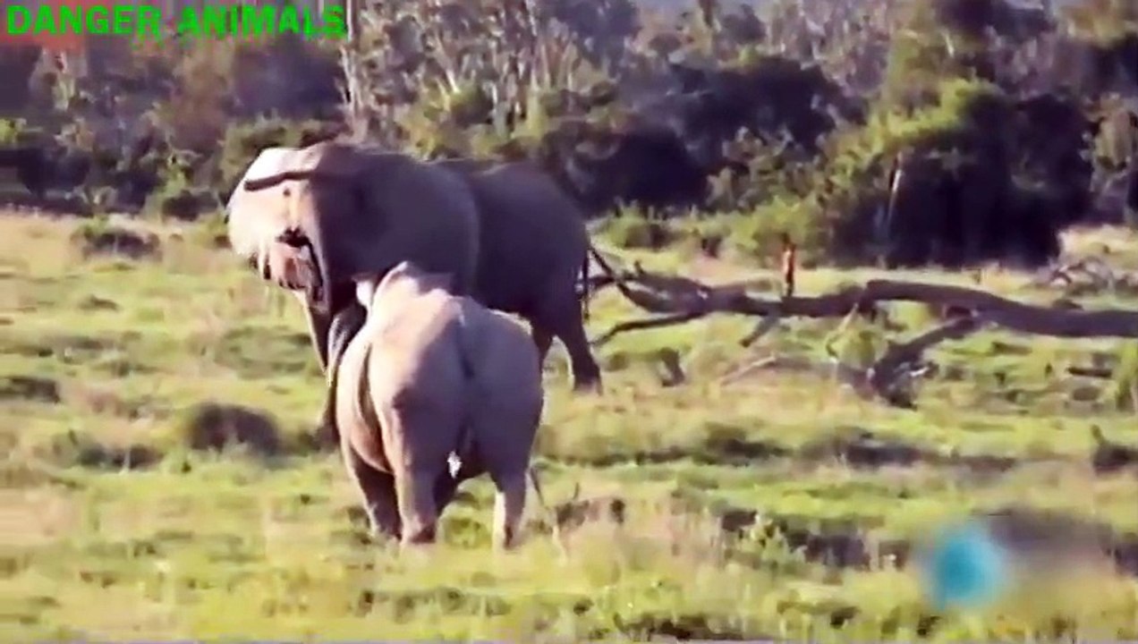 ►Amazing Animal Attact(3)lion, tiger, deer ,anaconda, Elephant ,Crocodile, Rhino,FightDanger Animals