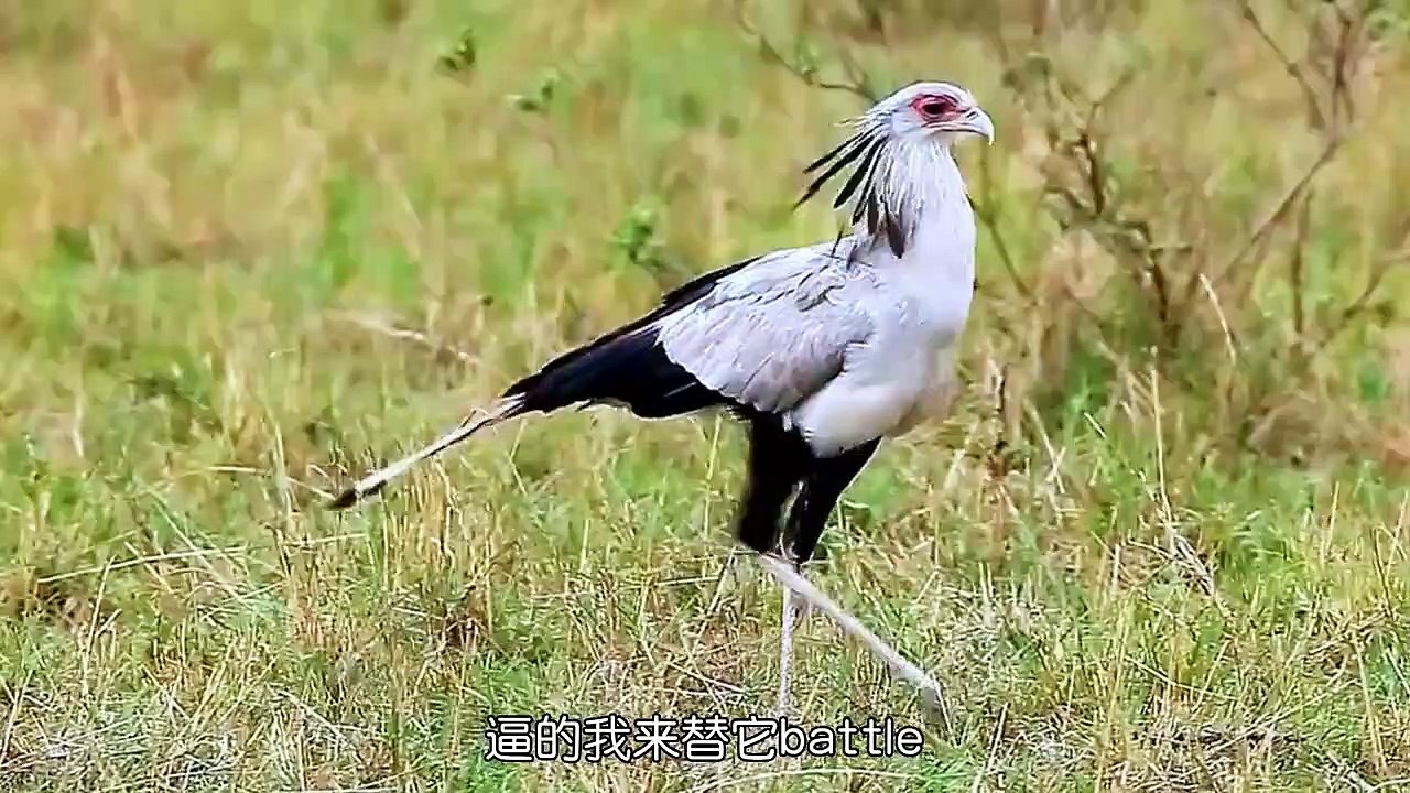 一只喜欢玩毒蛇的鸟#万物皆有灵性 #人与自然和谐共处 #保护鸟类 #纪录片充电计划