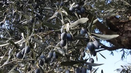 Yenipazar'da zeytin hasadı başladı