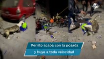 Lomito se roba piñata en posada y desata persecución