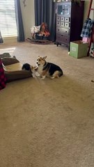 Corgi Puppy Picks on Big Brother
