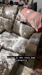 Golden Retriever Puppy Makes a Mess With Flour