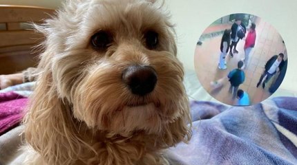 Denuncian presunto robo de un perro en el centro de Bogotá: "Regresen a Coco"