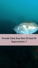 Apakah Fillet ikan Dori Itu ikan Patin