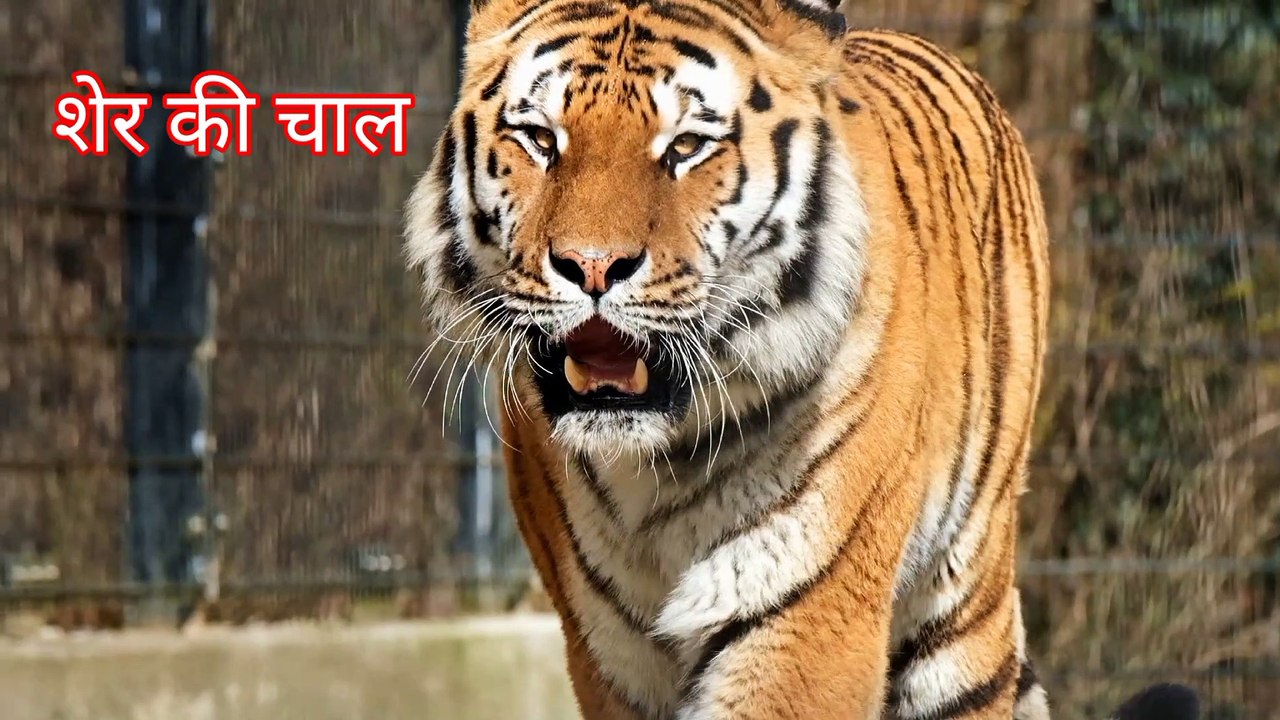 शेर कि चाल, मस्तानी चाल ,younger motion video, kids comedy videos,sher ka ghamand, morning motivation videos, sher ki chal ,