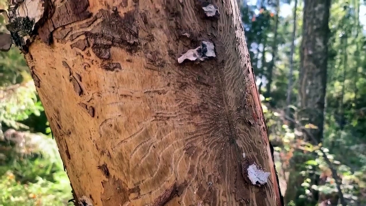 Strange Evidence - Se6 - Ep07 Are You Fur Real HD Watch HD Deutsch