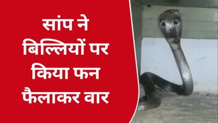 कोटा: घर में घुसा कोबरा सर्प, पालतू बिल्लियों से हुई जंग, देखिए पूरी खबर