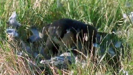 Super Senses - Se1 - Ep09 HD Watch HD Deutsch