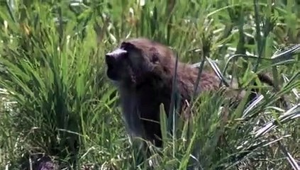 Super Senses - Se1 - Ep12 HD Watch HD Deutsch