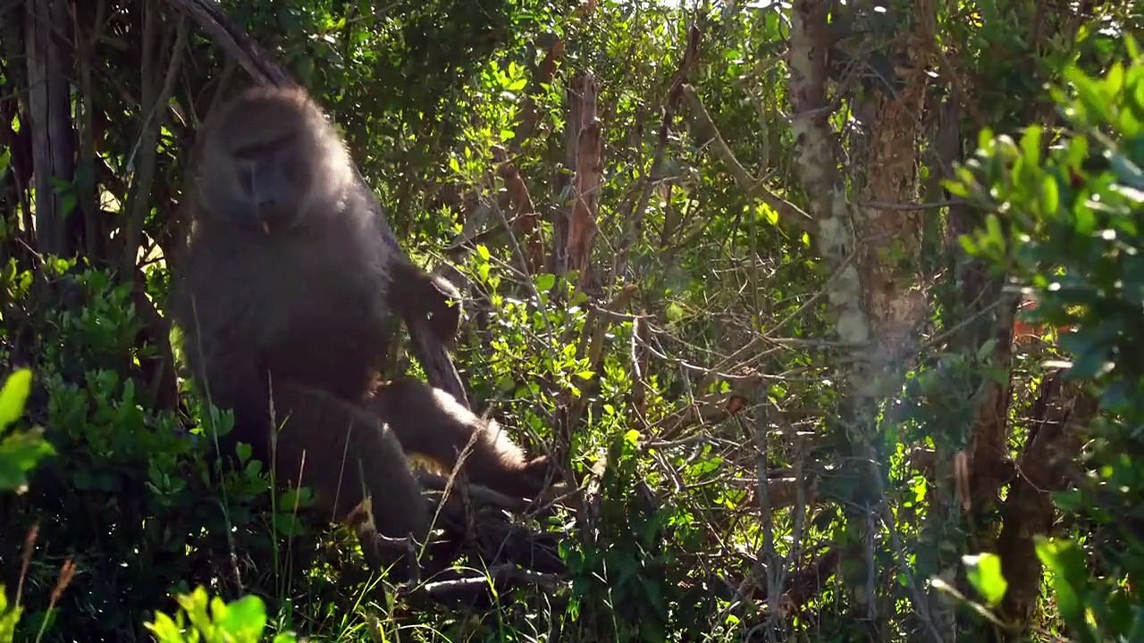 Secret Safari - Into the Wild - Se1 - Ep04 HD Watch HD Deutsch