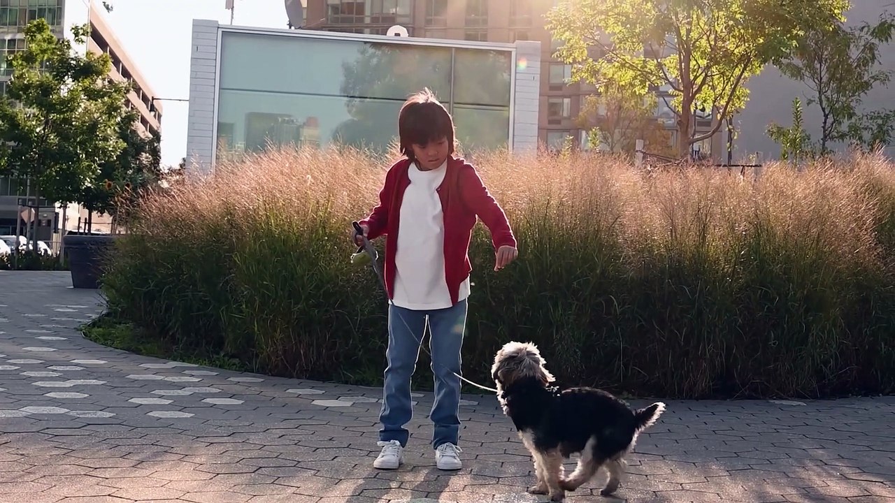 How Much Exercise does a Shih Tzu Need?