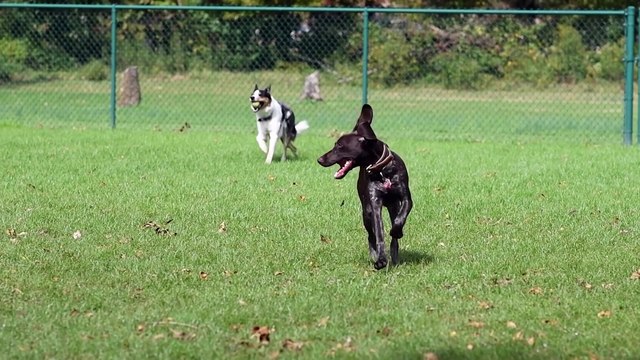 How Fast can Shih Tzus Run- (Things you need to know)