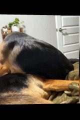 FUNNIEST Animals of 2022  CRAZY Cats and Dogs #short #cat #funnymoments
