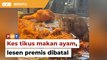 Tular tikus ‘jamah’ ayam goreng, MPAJ batal lesen premis