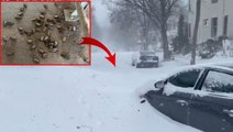Böylesini ilk kez yaşıyorlar! Kar fırtınası nedeniyle 41 kişinin öldüğü ABD'de gökten yarasa yağdı