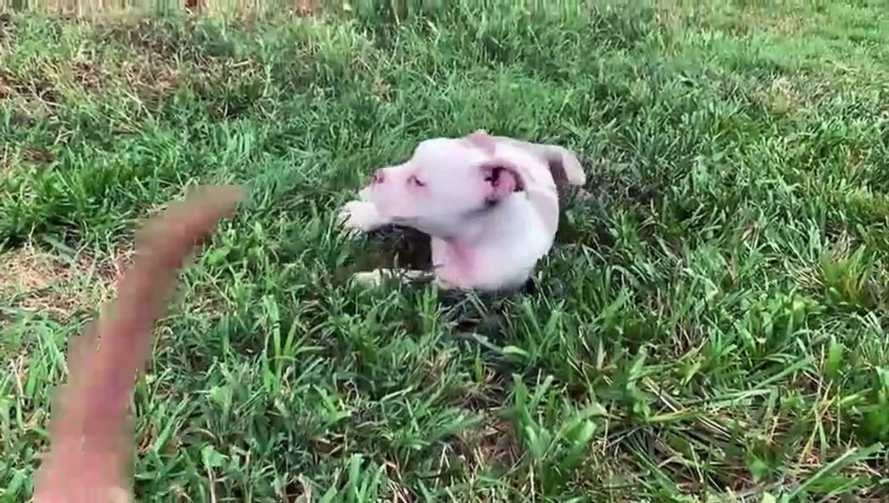 Amanda to the Rescue - Se2 - Ep09 All Paws on Deck HD Watch HD Deutsch