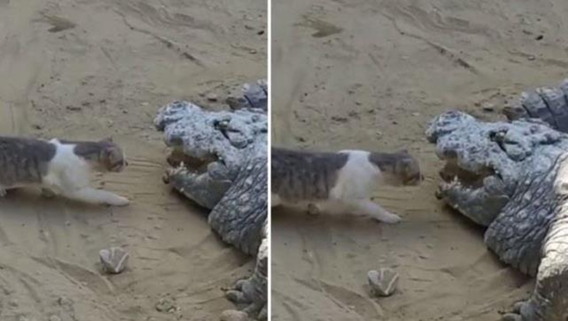 Dünyanın en tehlikeli hayvanı karşısında minik kedinin yaptığına kimse  inanamadı - Dailymotion Video