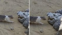 Dünyanın en tehlikeli hayvanı karşısında minik kedinin yaptığına kimse inanamadı