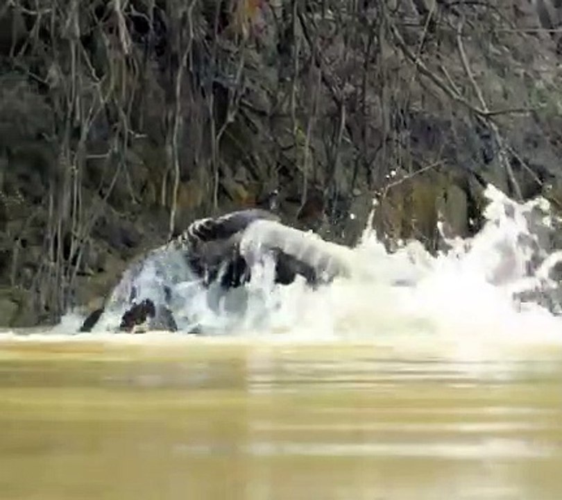 Vahşi doğanın acımasız avcıları karşı karşıya! Timsah neye uğradığını şaşırdı