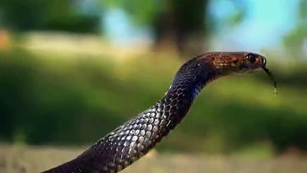 Coyote Peterson - Brave the Wild - Se1 - Ep11 HD Watch HD Deutsch