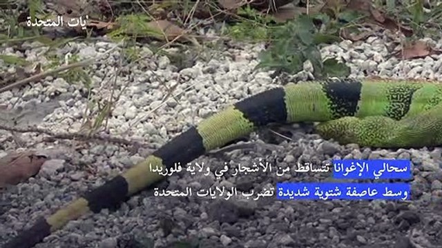 سحالي الإغوانا تتساقط من الأشجار في ولاية فلوريدا وسط عاصفة شتوية شديدة