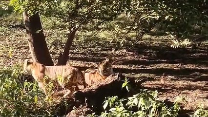 रणथम्भौर ने एक ओर बुरी खबर मिलने के संकेत