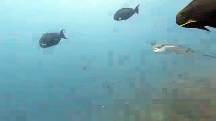 Raie léopard reduit