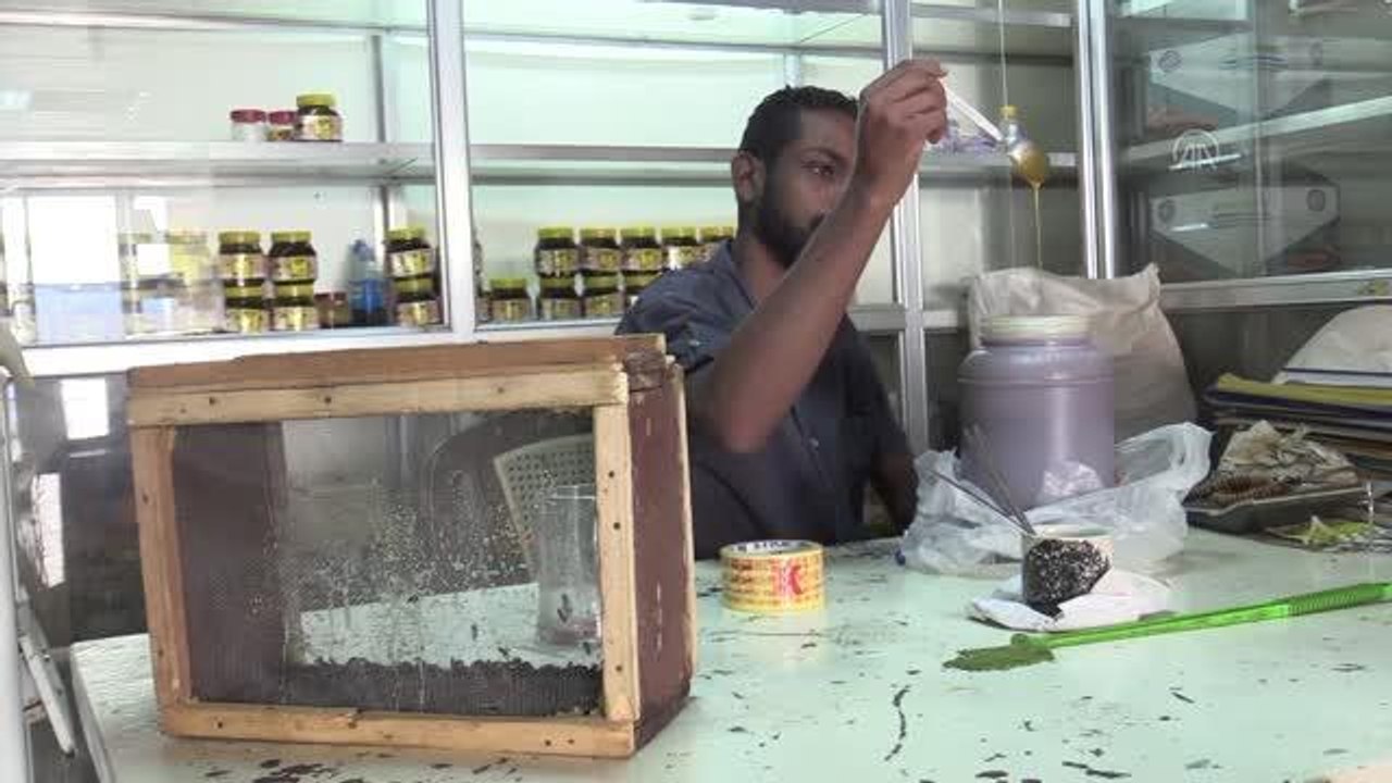 Sudan'da kronik hastalar şifayı arı iğnesinde arıyor