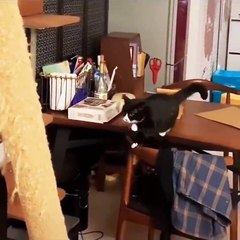 Funniest Cats  - Don't try to hold back Laughter  - Funny Cats Life_3