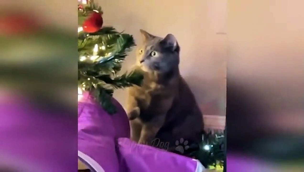 Funny animals - Funny cats _ dogs - Funny animal videos 257