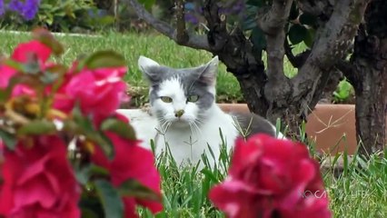 Funny Cats Compilation (Most Popular) Part 1