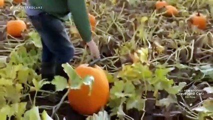 Graveyard Carz - Se2 - Ep02 HD Watch HD Deutsch