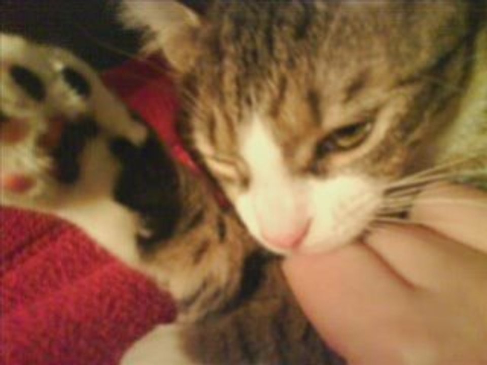 Chat Exo : siestes et... siestes!