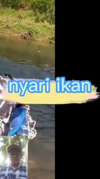 Nyari ikan