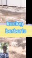 Kucing berbaris baris