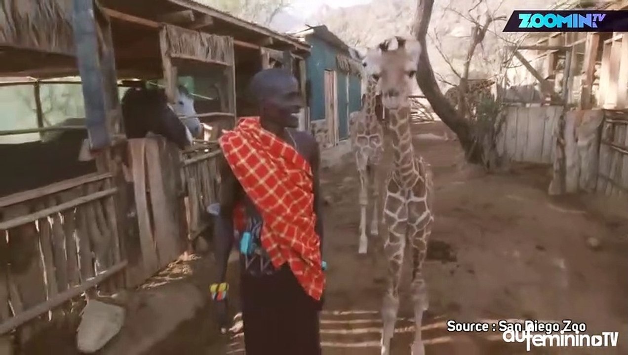 ces-girafes-en-pleine-forme-vont-égayer-votre-journée