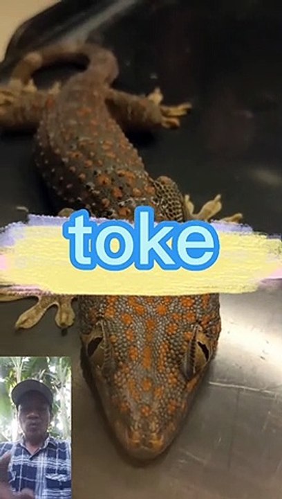 Hewan toke