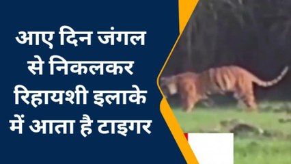 पीलीभीत: जंगल से निकलकर बाघ ने की खेत में घुसपैठ, देखिए यह दिलकश नजारा