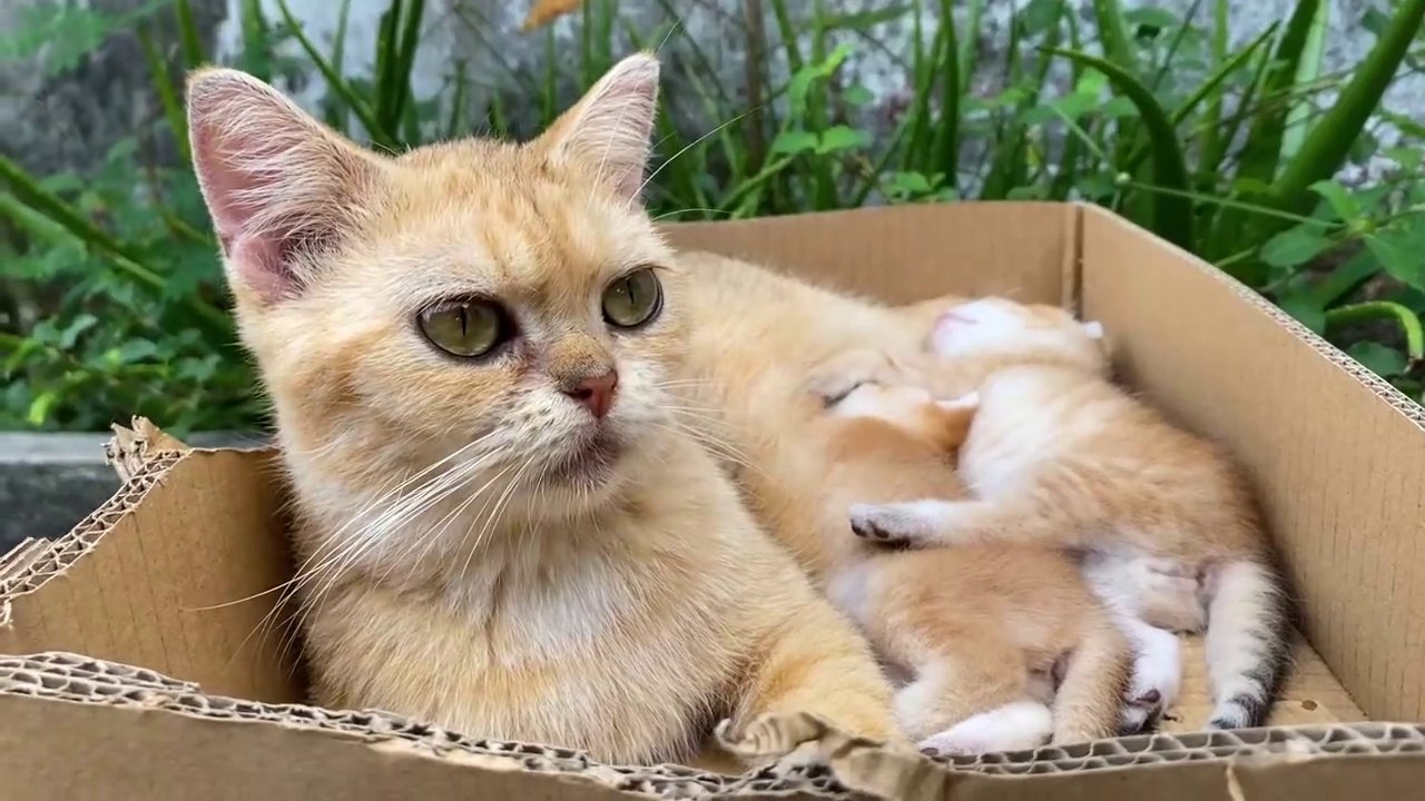 Poor mother cat does not have enough milk for kittens to drink